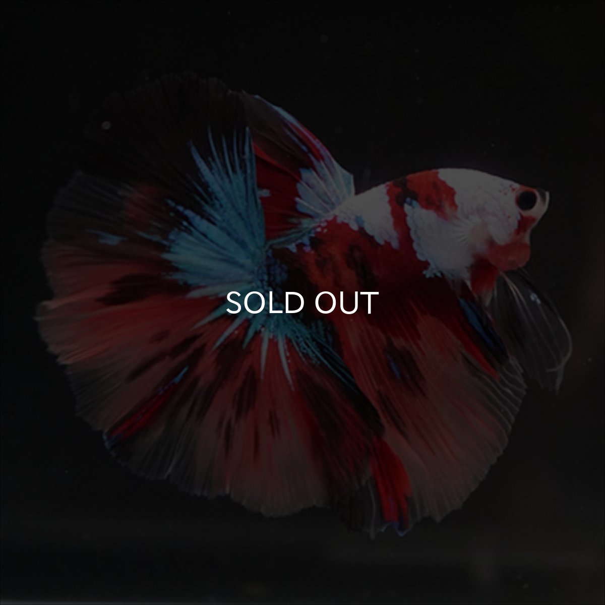 画像6: HM　キャンディ　ホワイトフェイス (6)