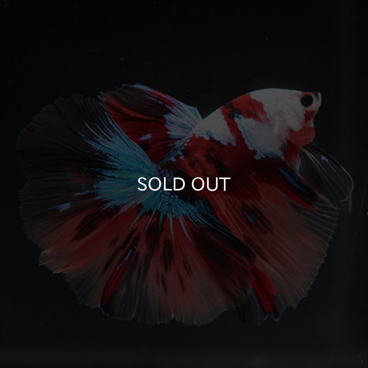 画像5: HM　キャンディ　ホワイトフェイス (5)