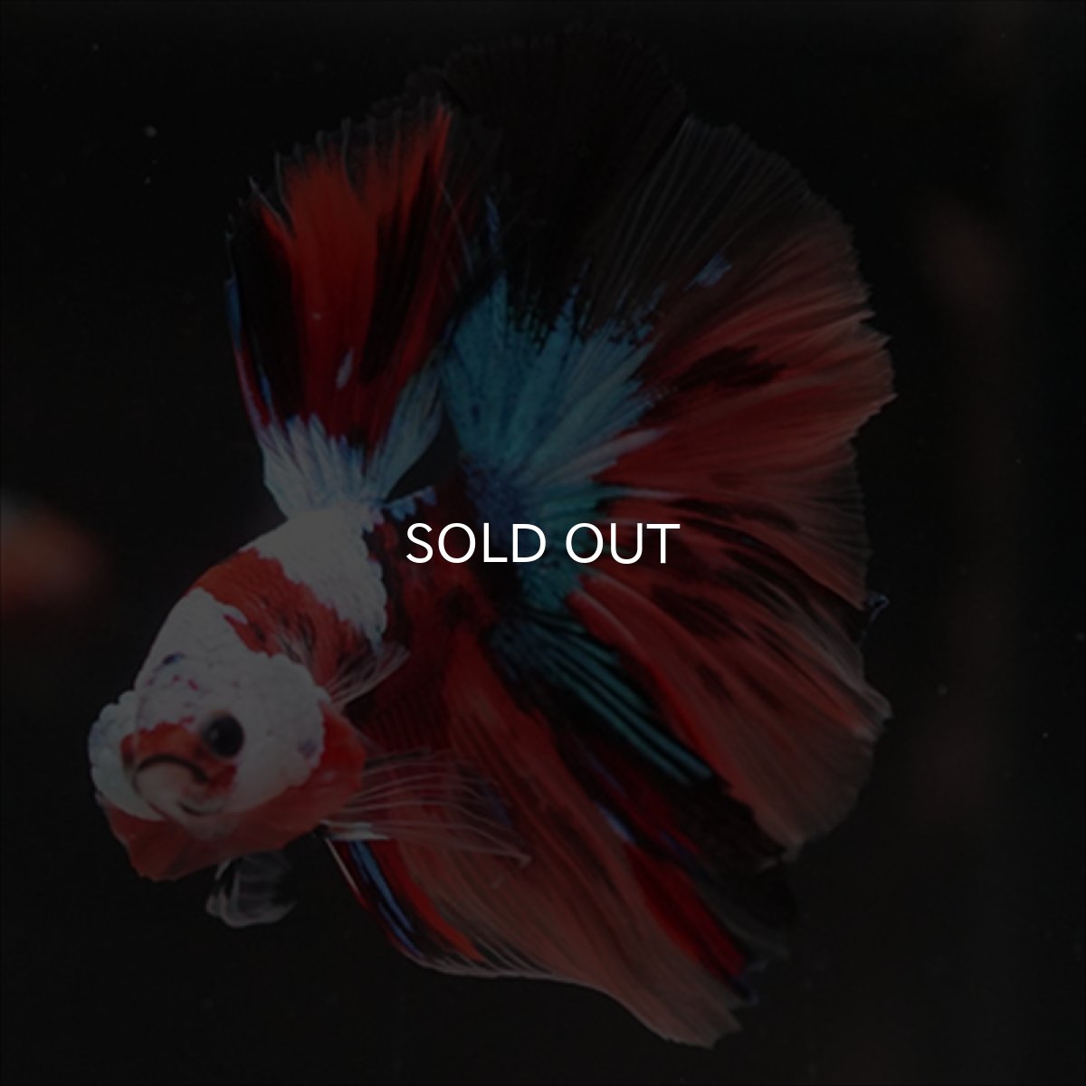 画像4: HM　キャンディ　ホワイトフェイス (4)