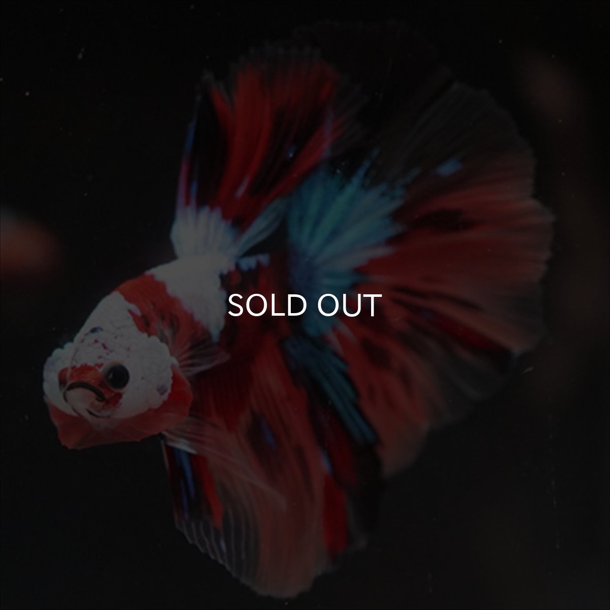 画像3: HM　キャンディ　ホワイトフェイス (3)