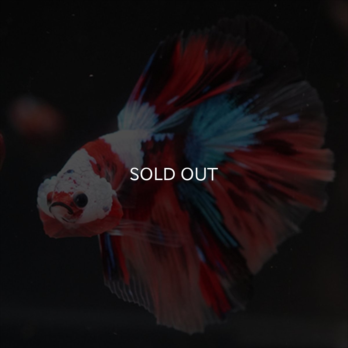 画像2: HM　キャンディ　ホワイトフェイス (2)