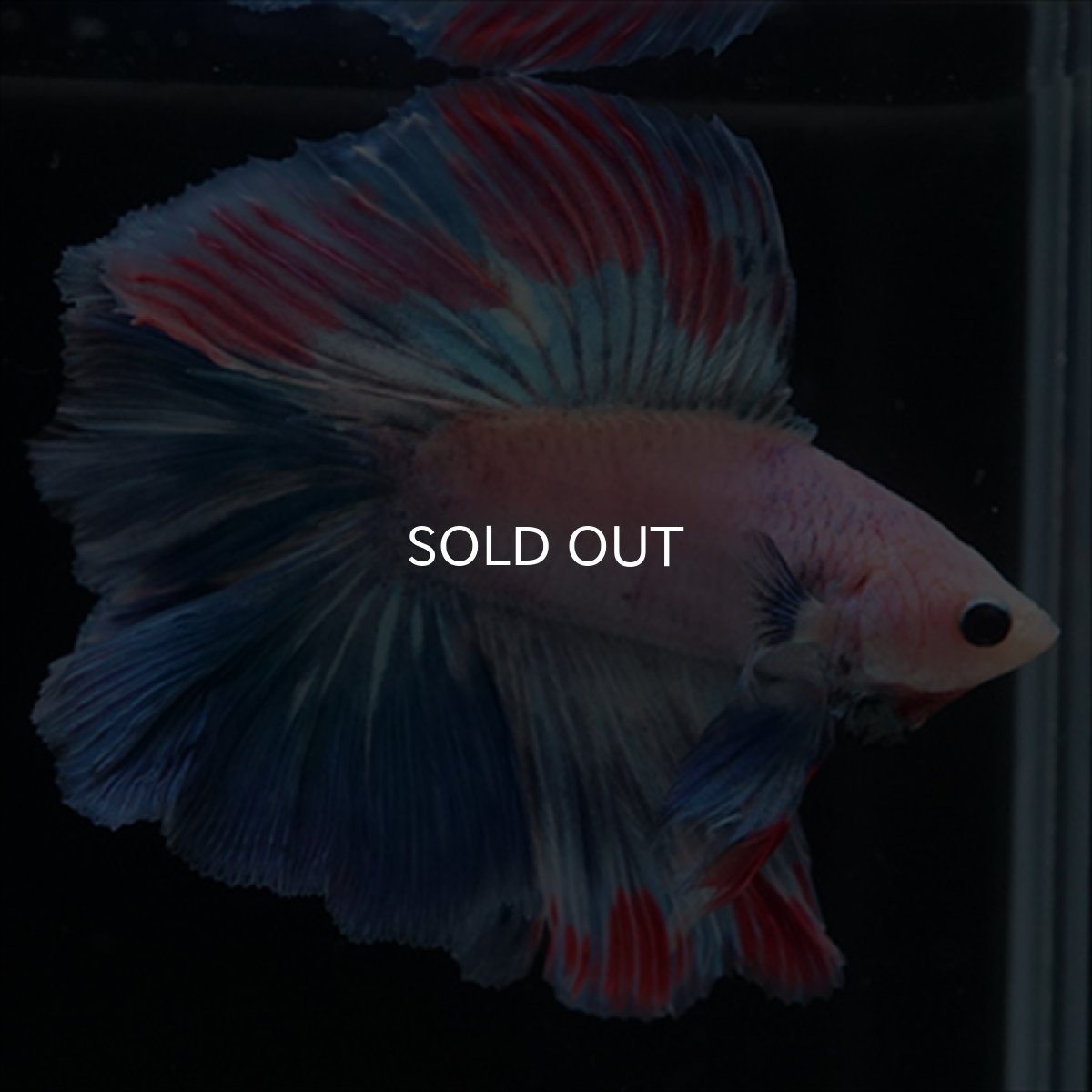 画像3: FM　ホワイトファンシー (3)