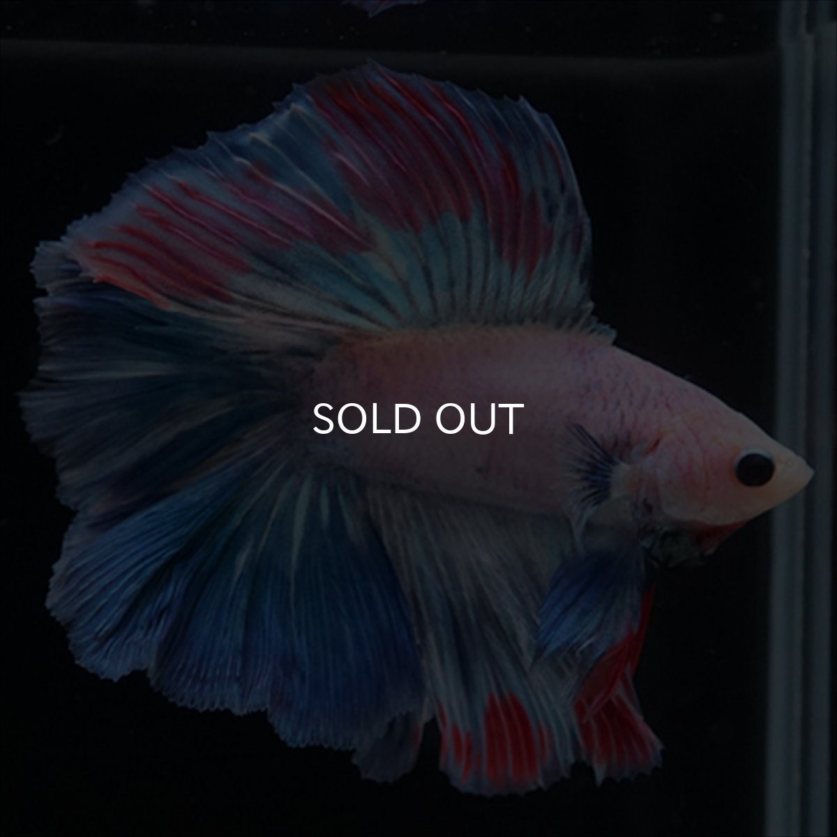 画像9: FM　ホワイトファンシー (9)