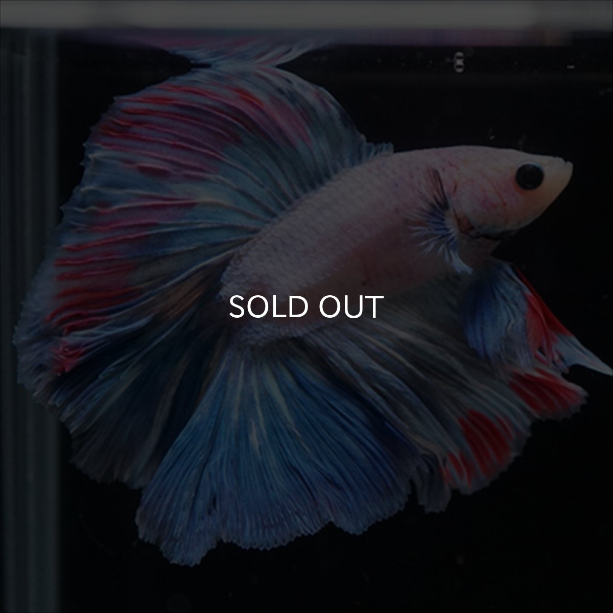 画像2: FM　ホワイトファンシー (2)