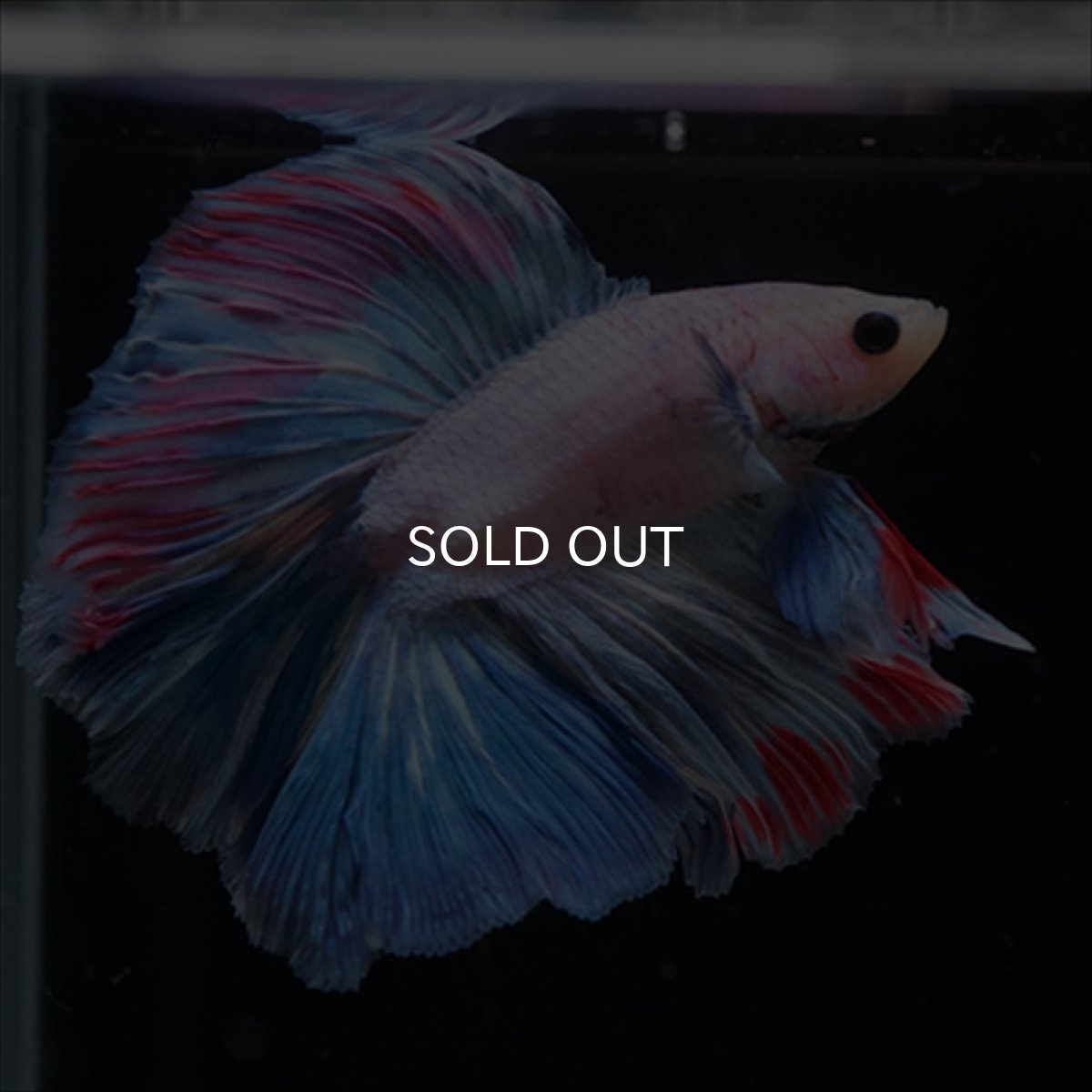 画像8: FM　ホワイトファンシー (8)