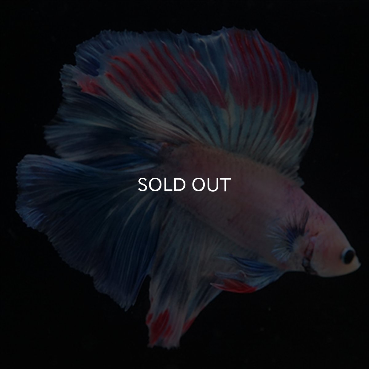 画像7: FM　ホワイトファンシー (7)