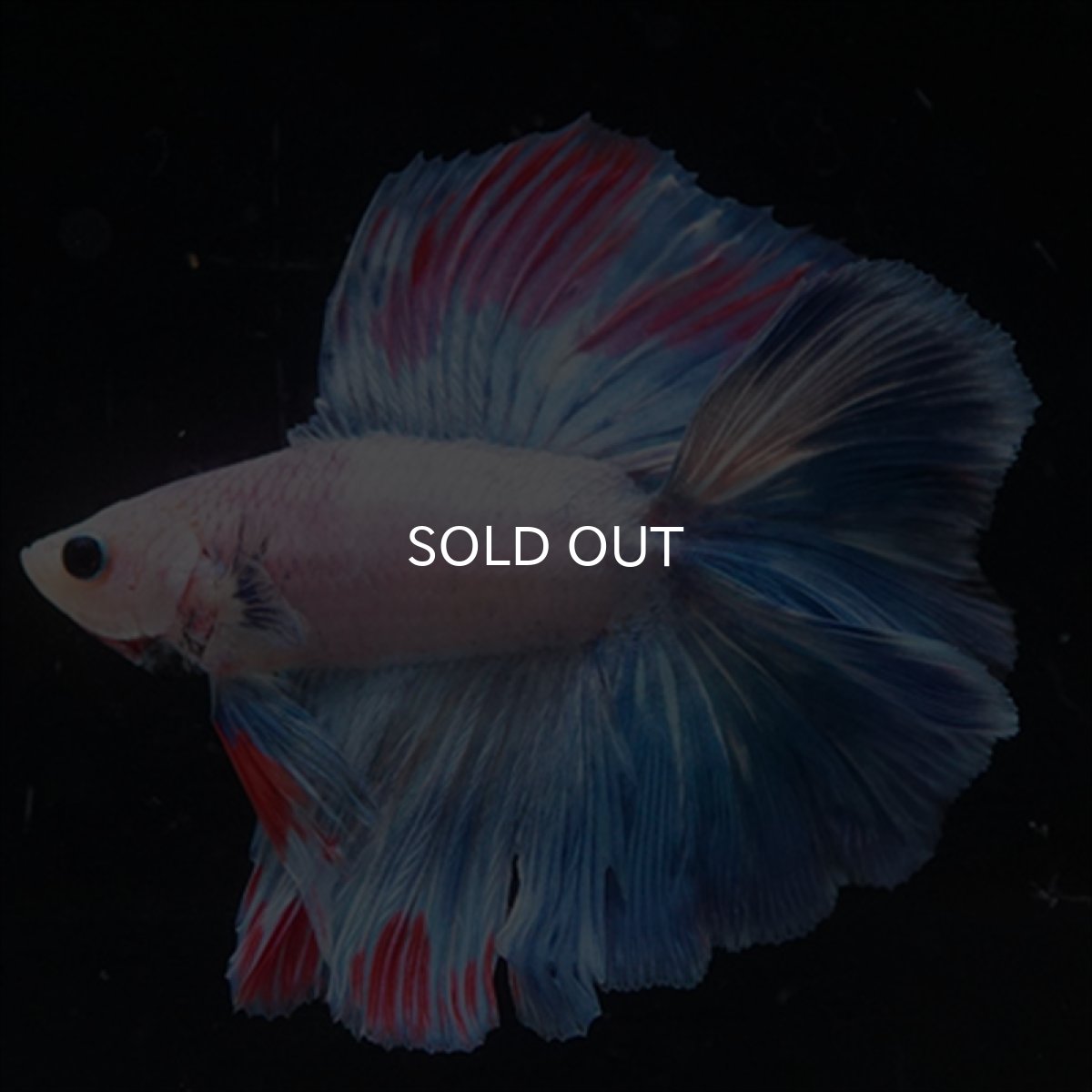 画像6: FM　ホワイトファンシー (6)