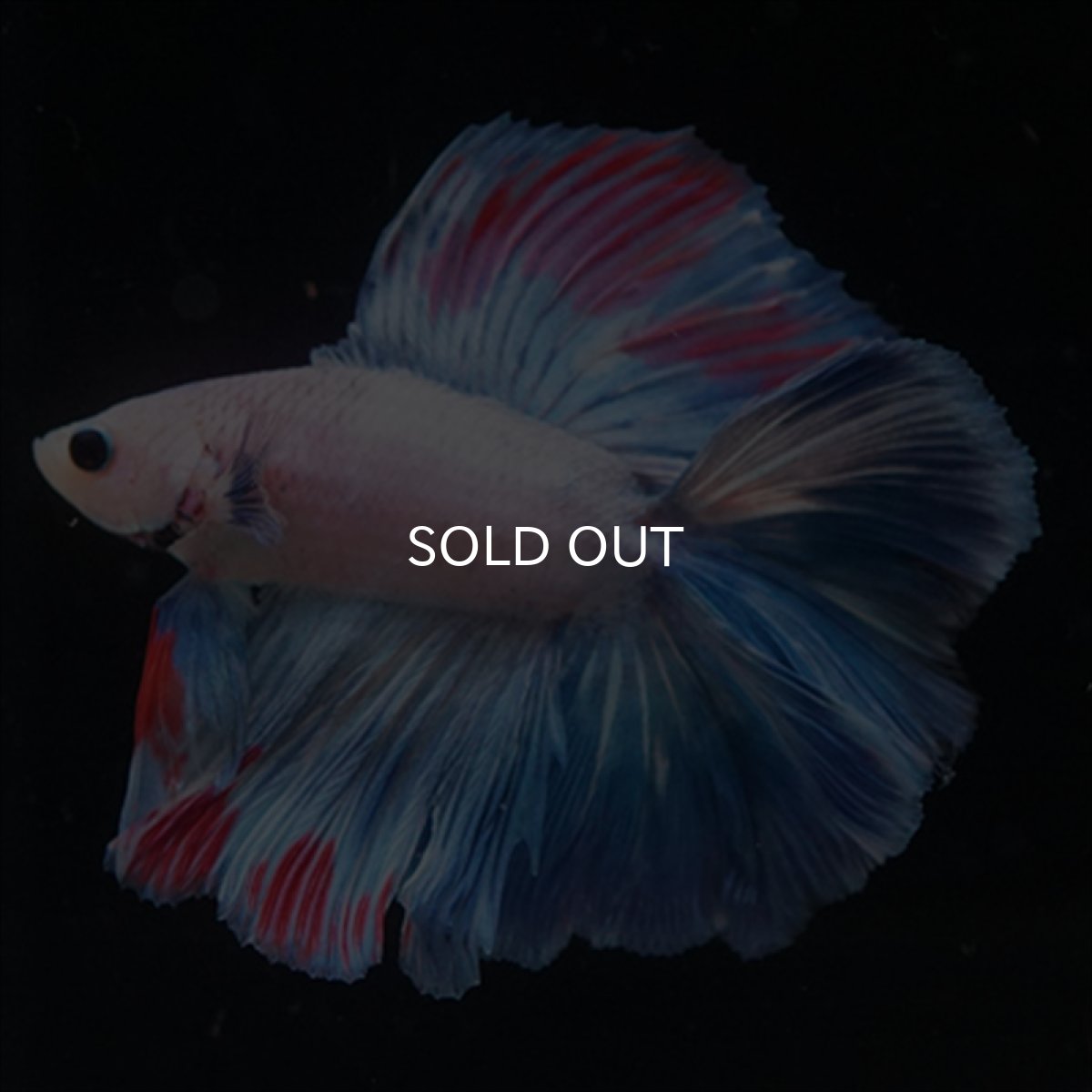 画像4: FM　ホワイトファンシー (4)