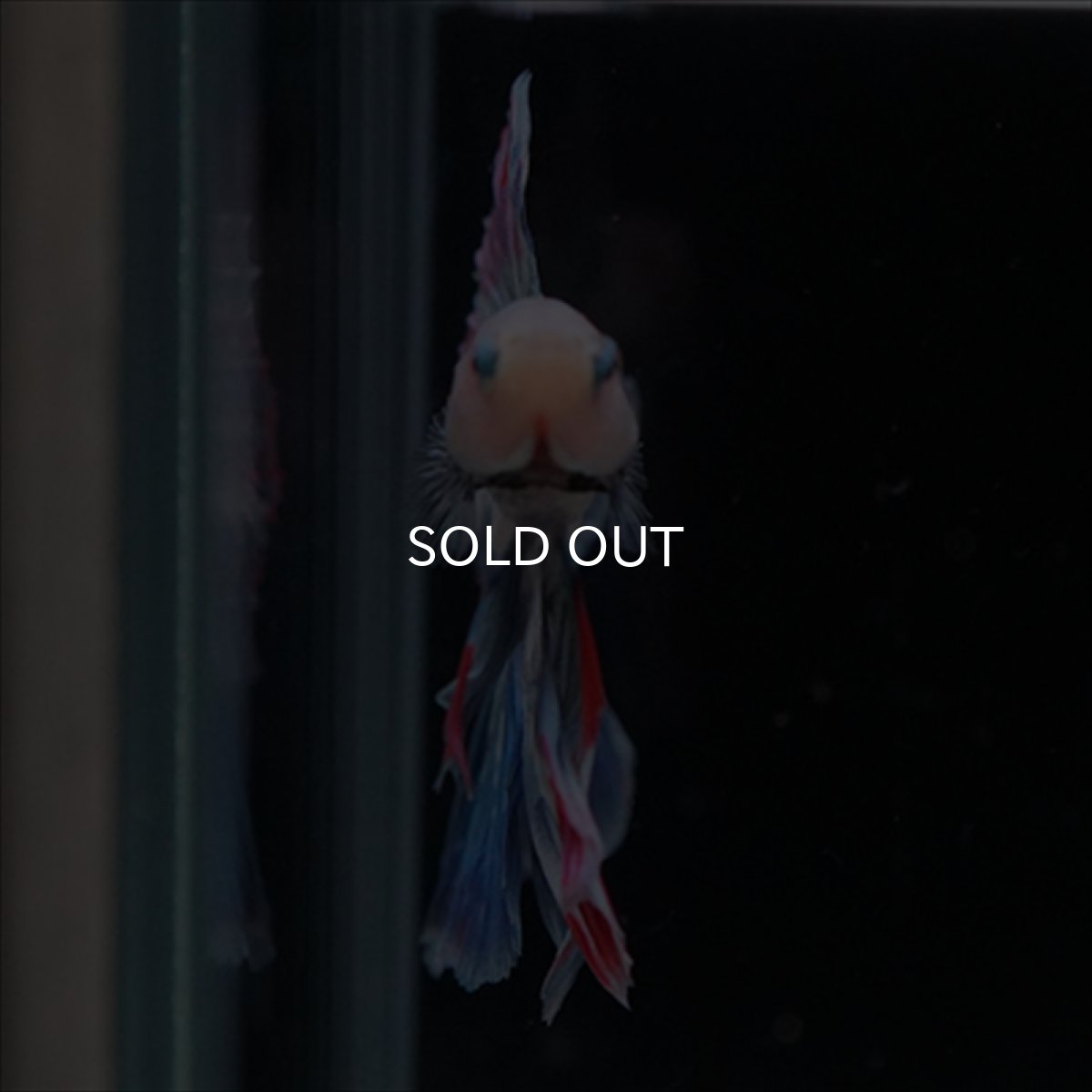 画像5: FM　ホワイトファンシー (5)