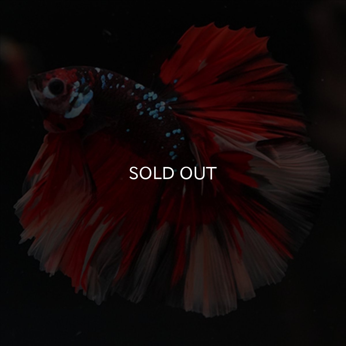 画像14: HM　ブラックキャンディ (14)