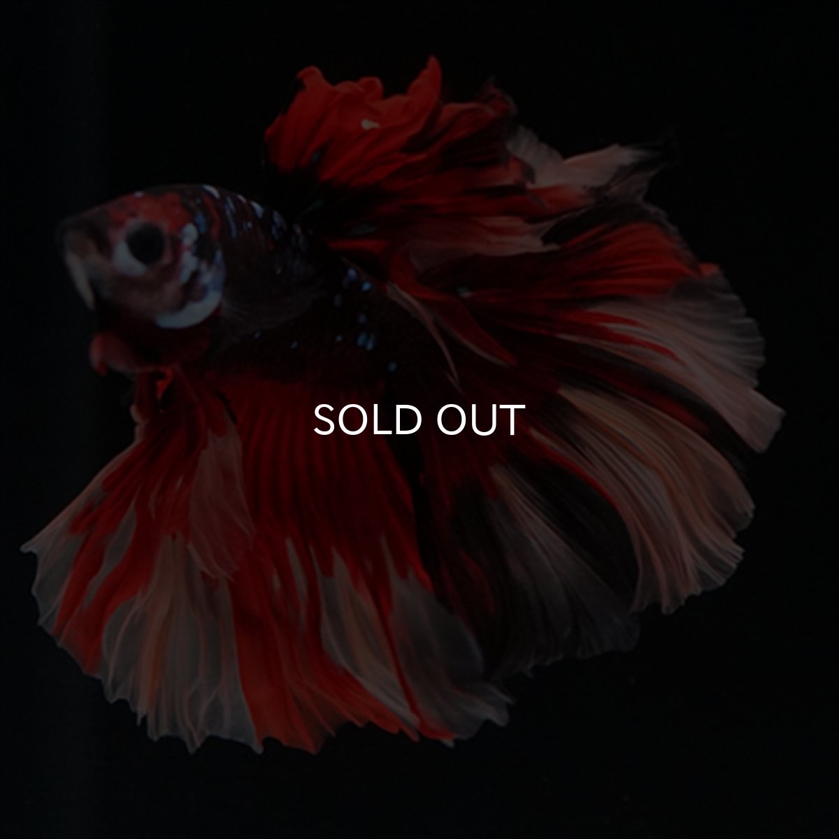 画像13: HM　ブラックキャンディ (13)