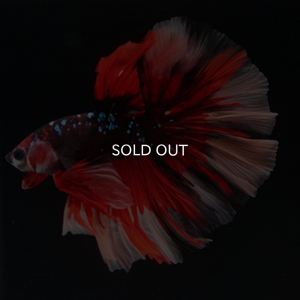 画像12: HM　ブラックキャンディ (12)