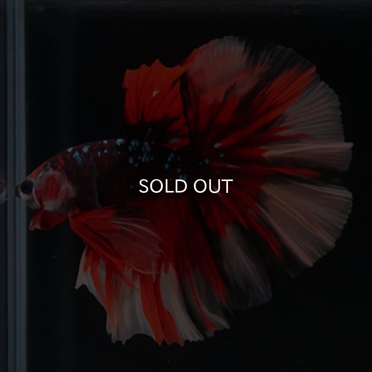 画像11: HM　ブラックキャンディ (11)