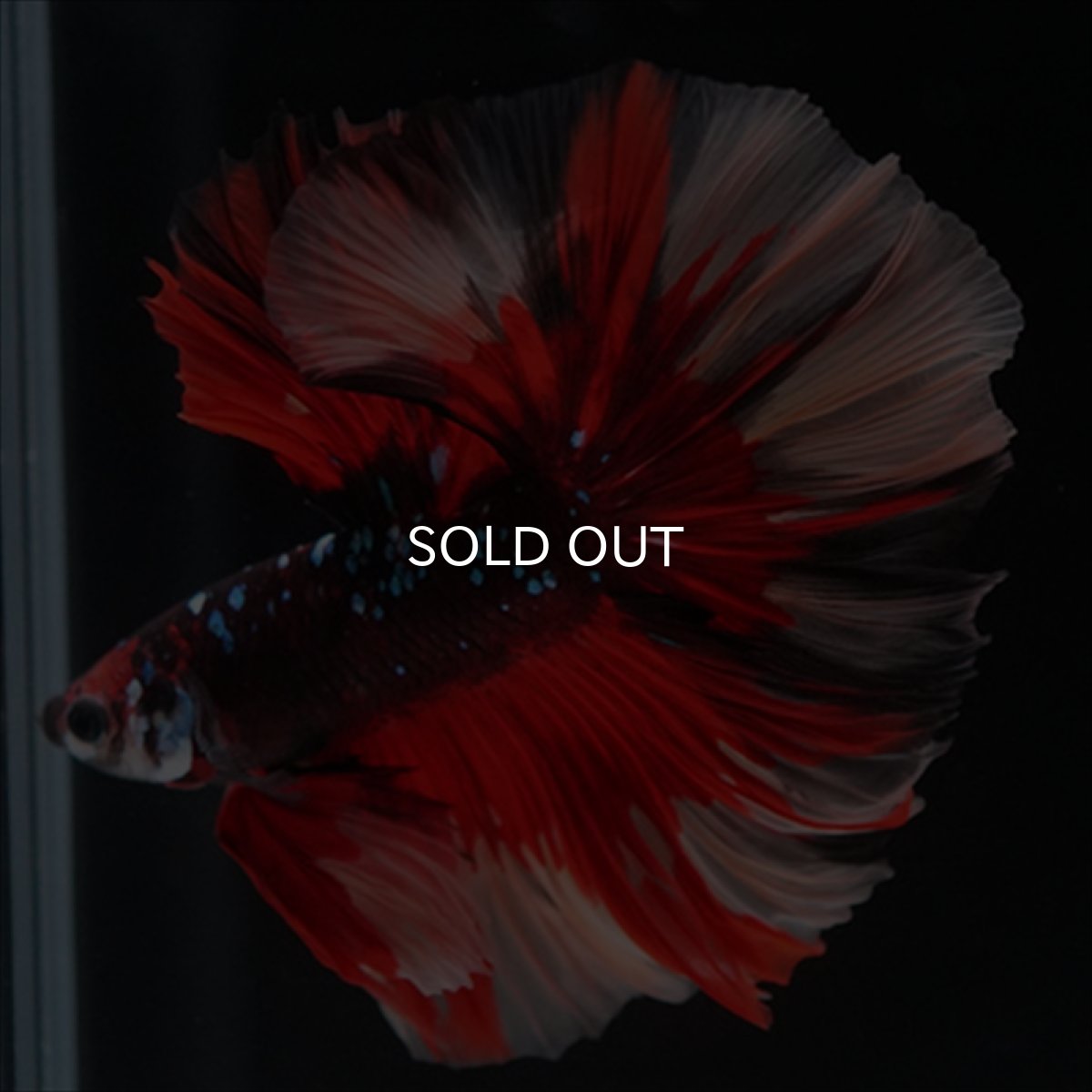 画像5: HM　ブラックキャンディ (5)