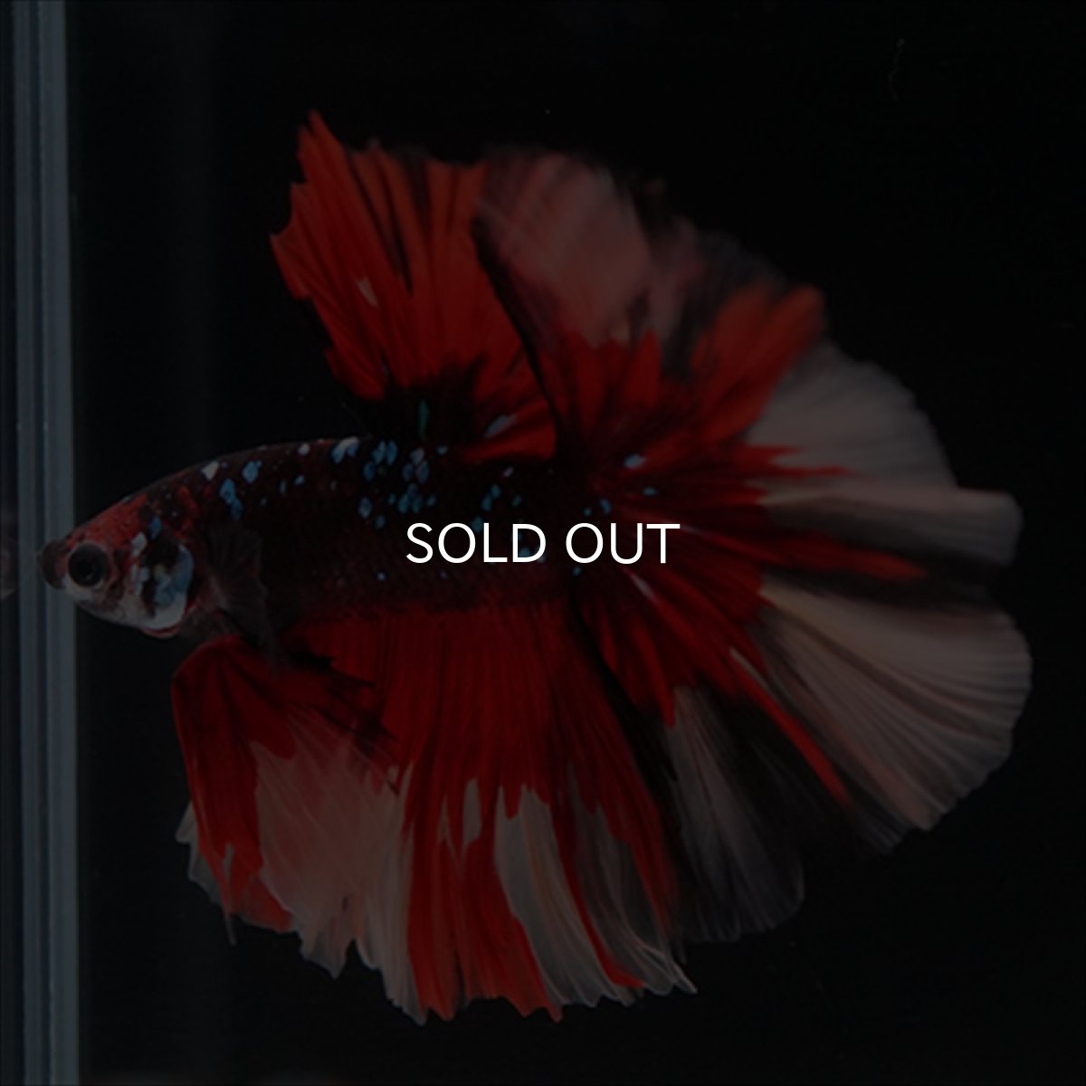 画像3: HM　ブラックキャンディ (3)