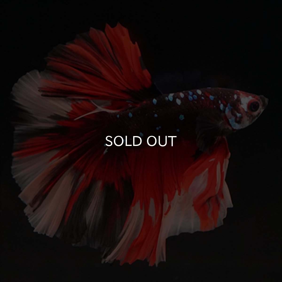 画像10: HM　ブラックキャンディ (10)