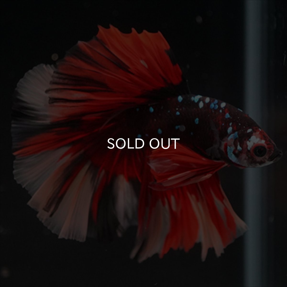 画像2: HM　ブラックキャンディ (2)