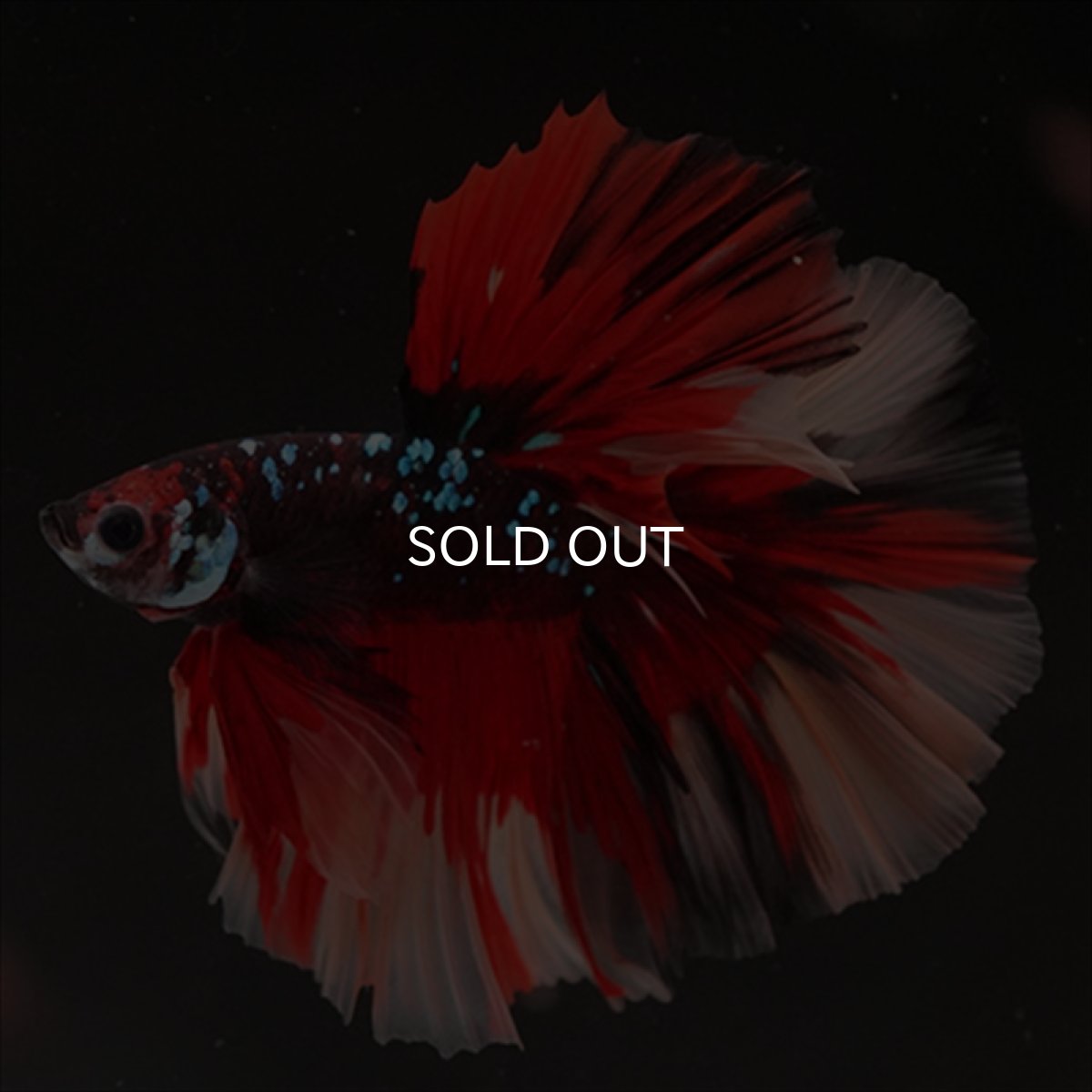 画像9: HM　ブラックキャンディ (9)