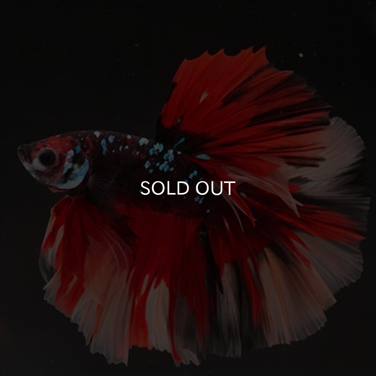 画像8: HM　ブラックキャンディ (8)