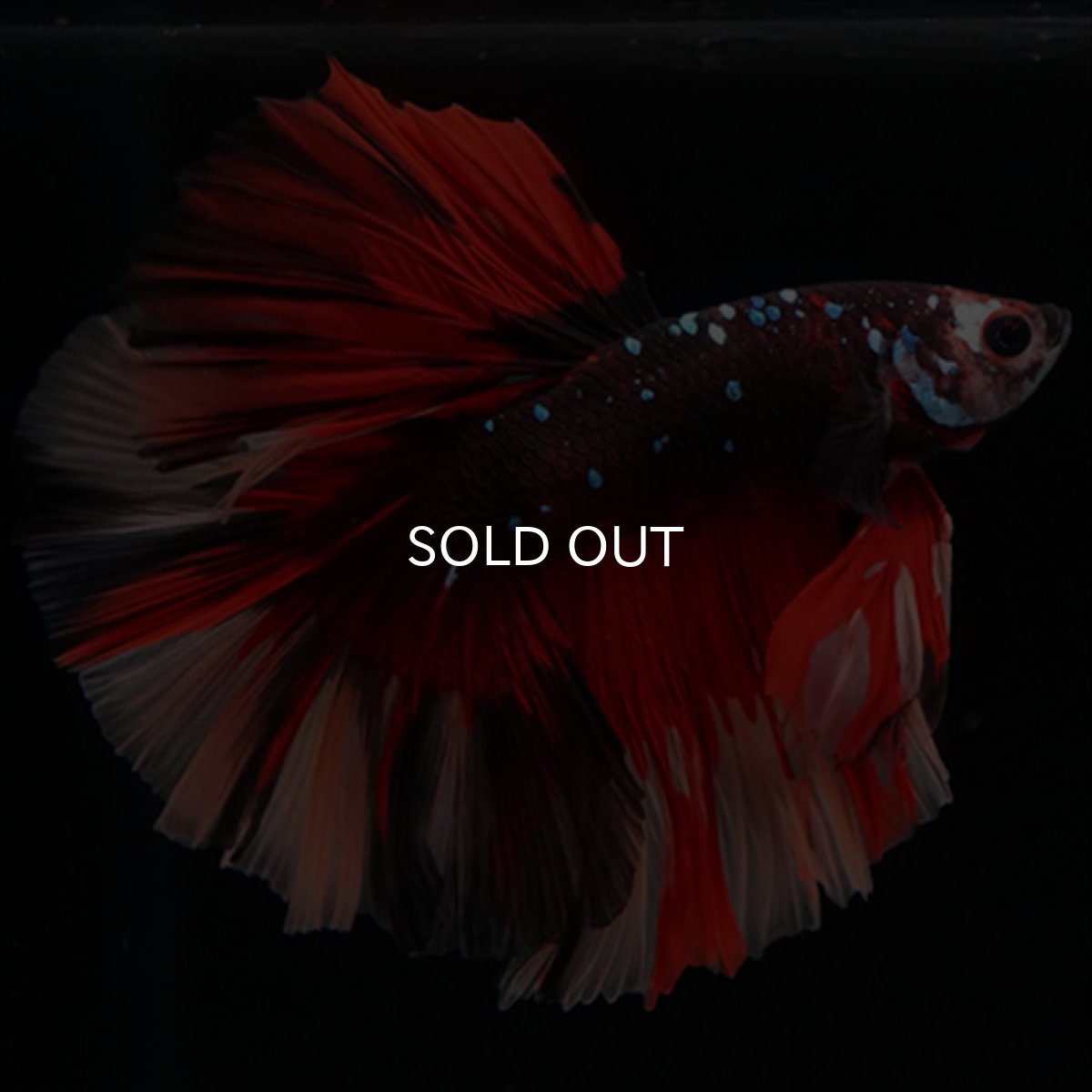 画像7: HM　ブラックキャンディ (7)