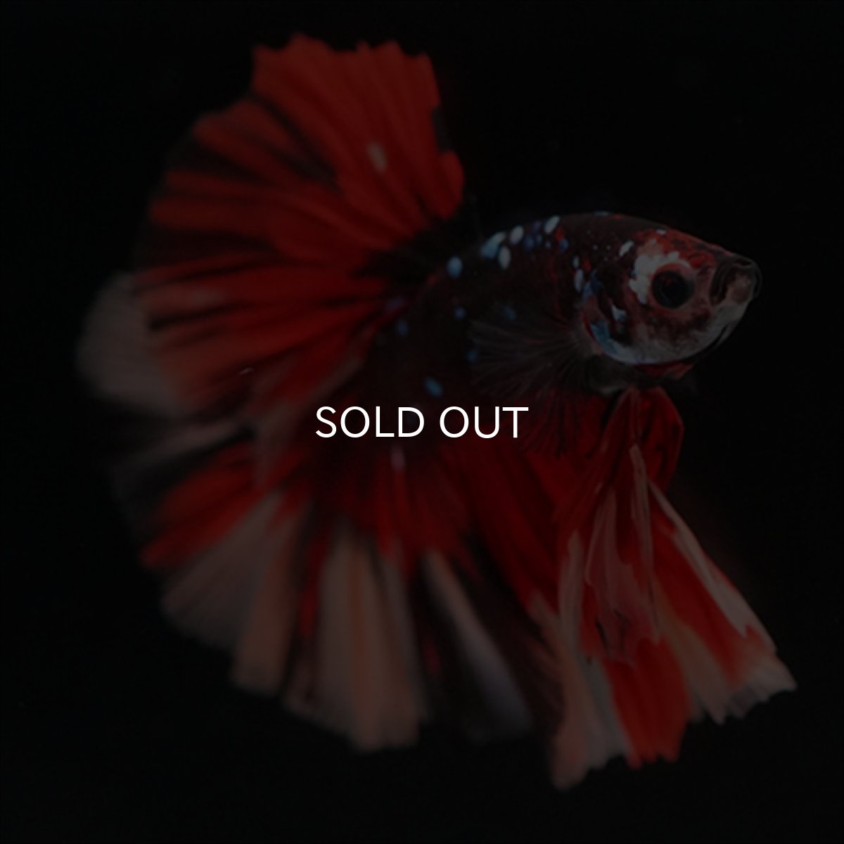 画像6: HM　ブラックキャンディ (6)