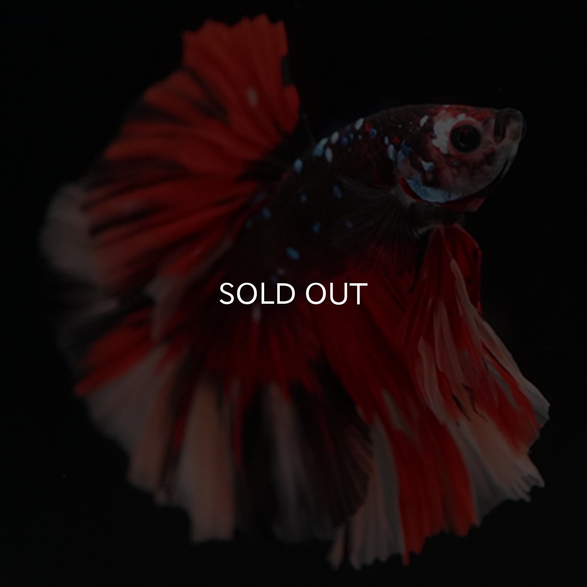 画像4: HM　ブラックキャンディ (4)