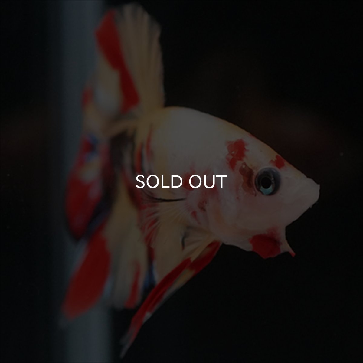 画像16: HMPK　キャンディ (16)