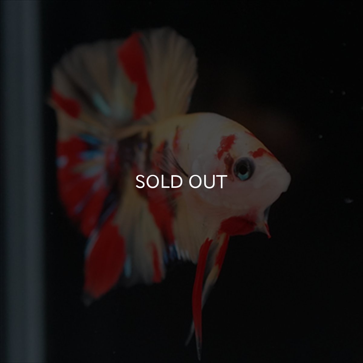 画像15: HMPK　キャンディ (15)