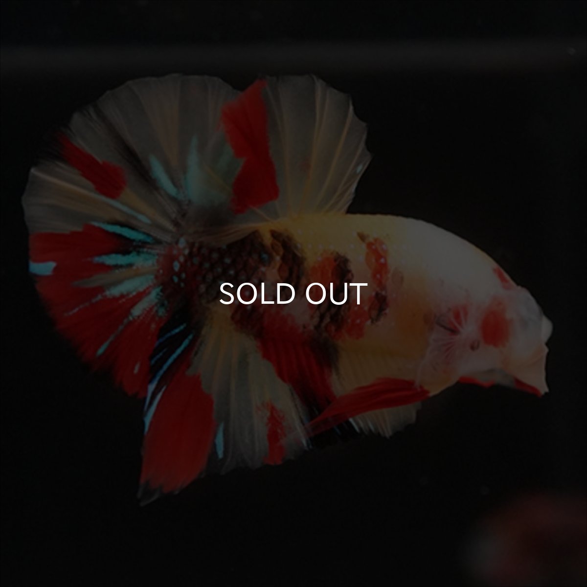 画像14: HMPK　キャンディ (14)