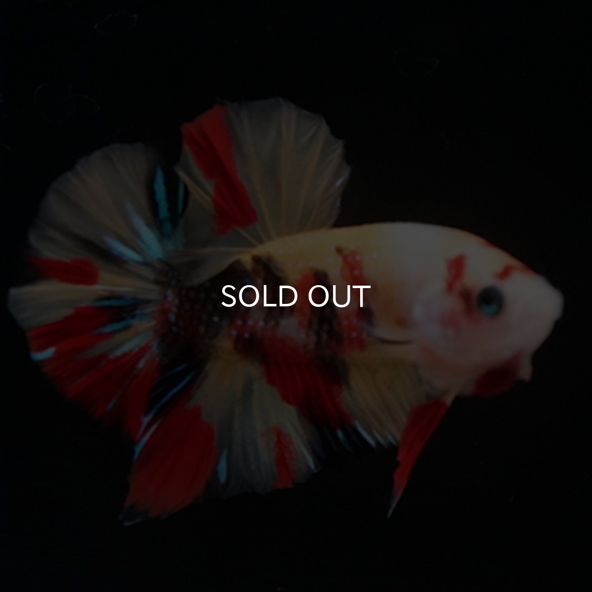 画像13: HMPK　キャンディ (13)