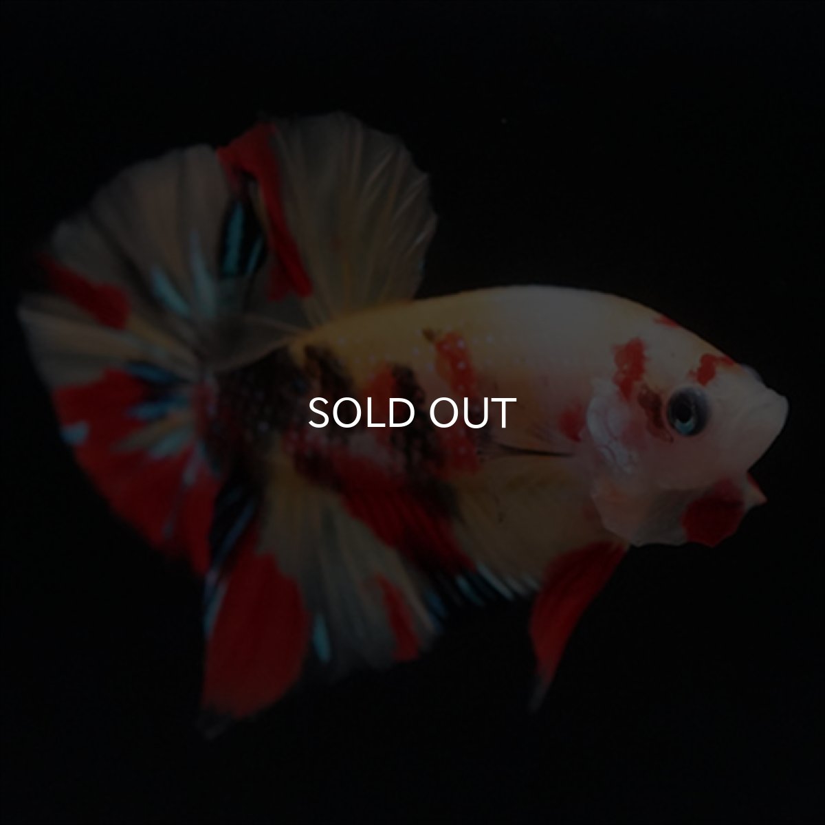 画像12: HMPK　キャンディ (12)