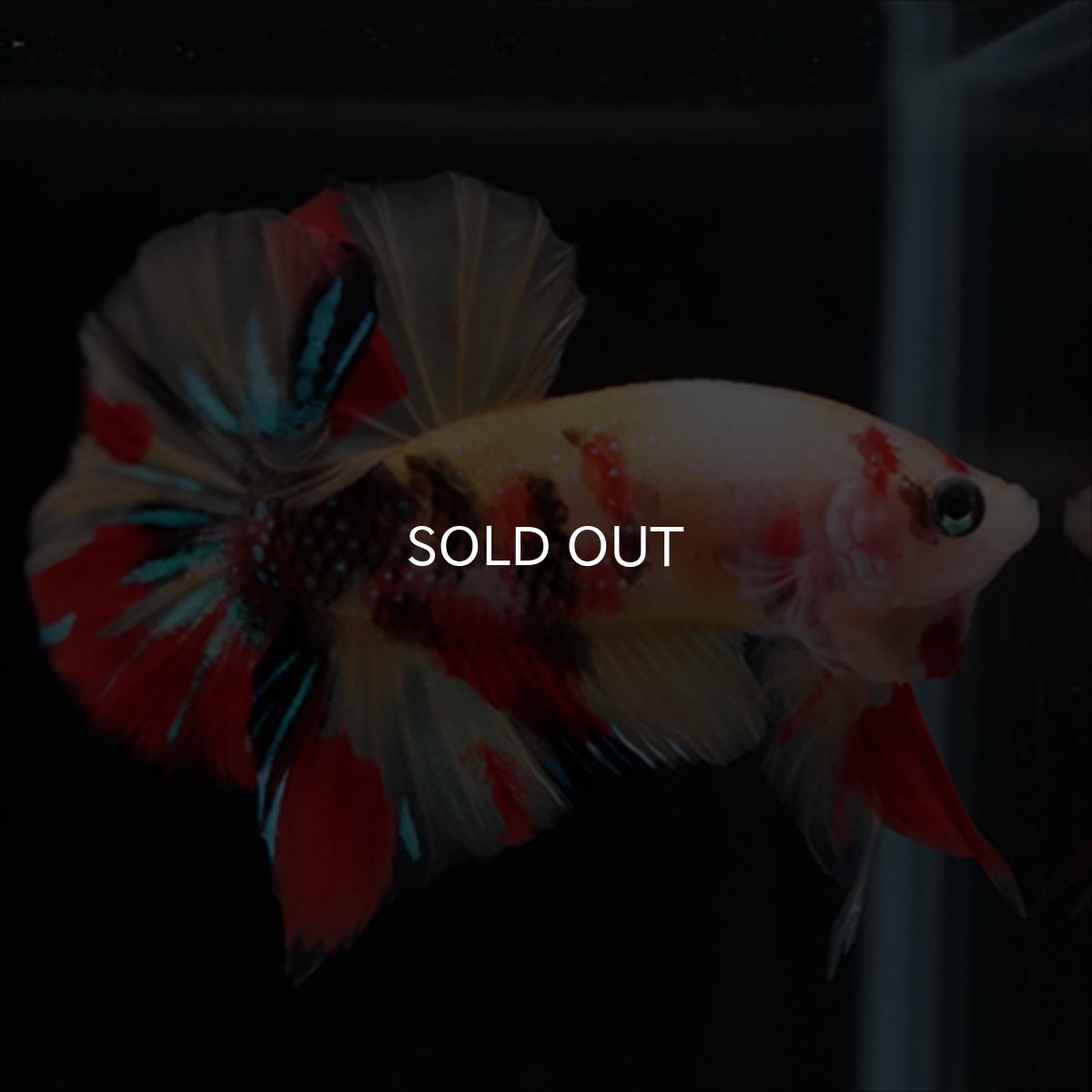 画像11: HMPK　キャンディ (11)