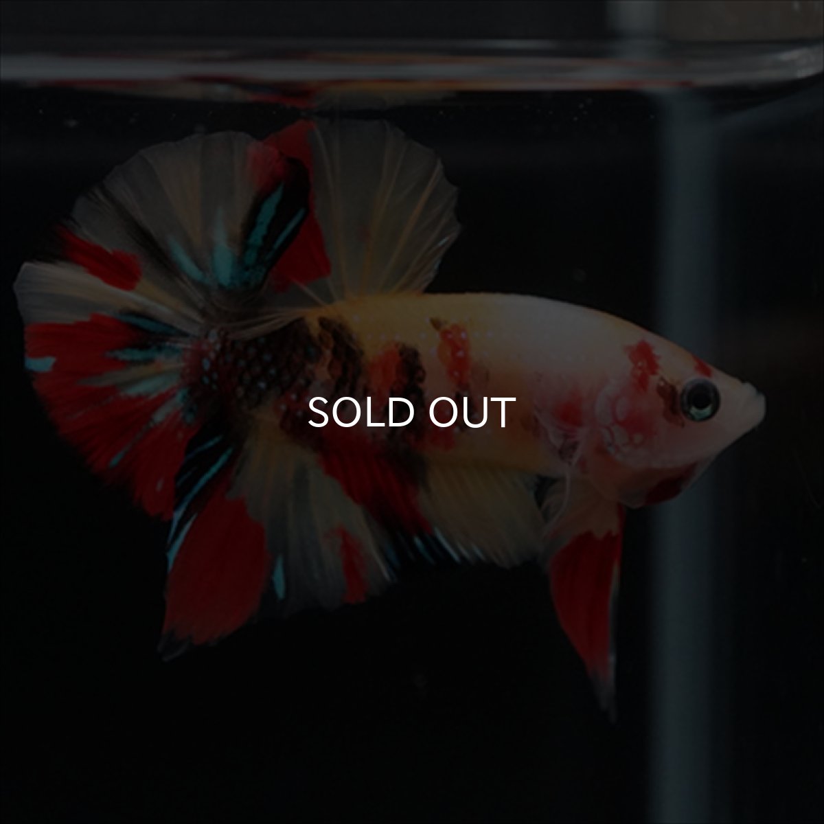 画像10: HMPK　キャンディ (10)