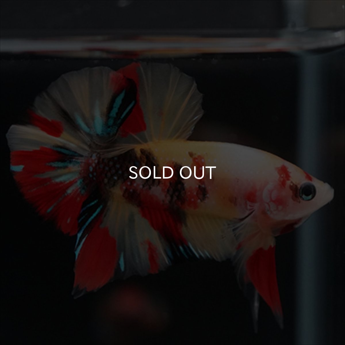 画像9: HMPK　キャンディ (9)