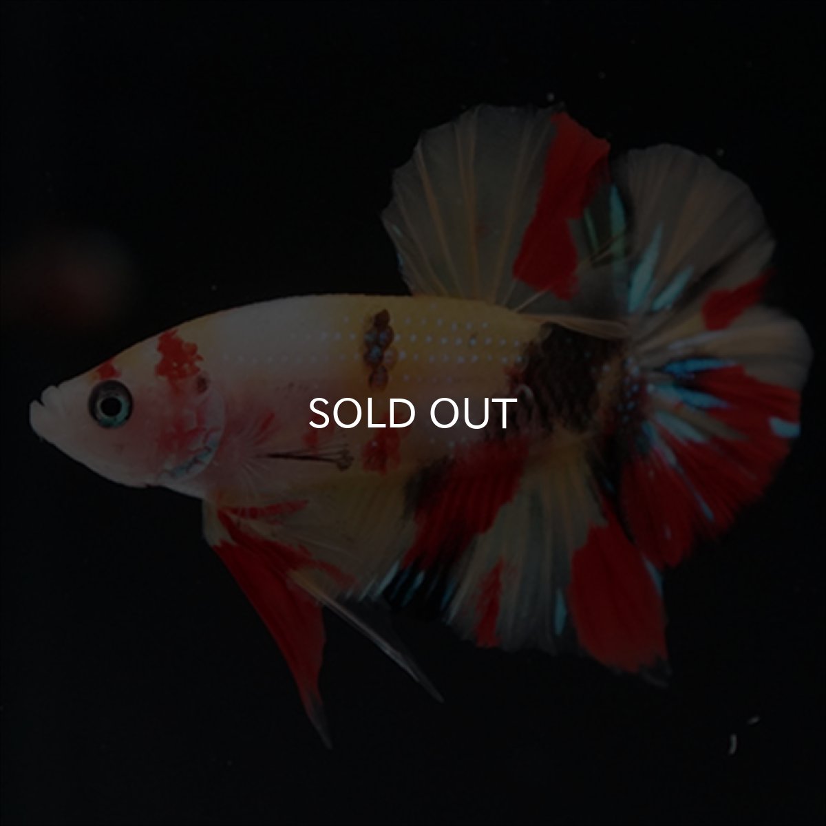 画像8: HMPK　キャンディ (8)