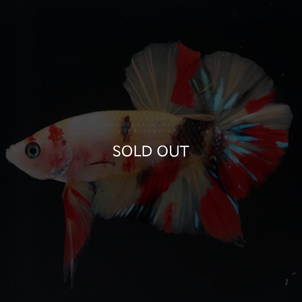 画像2: HMPK　キャンディ (2)