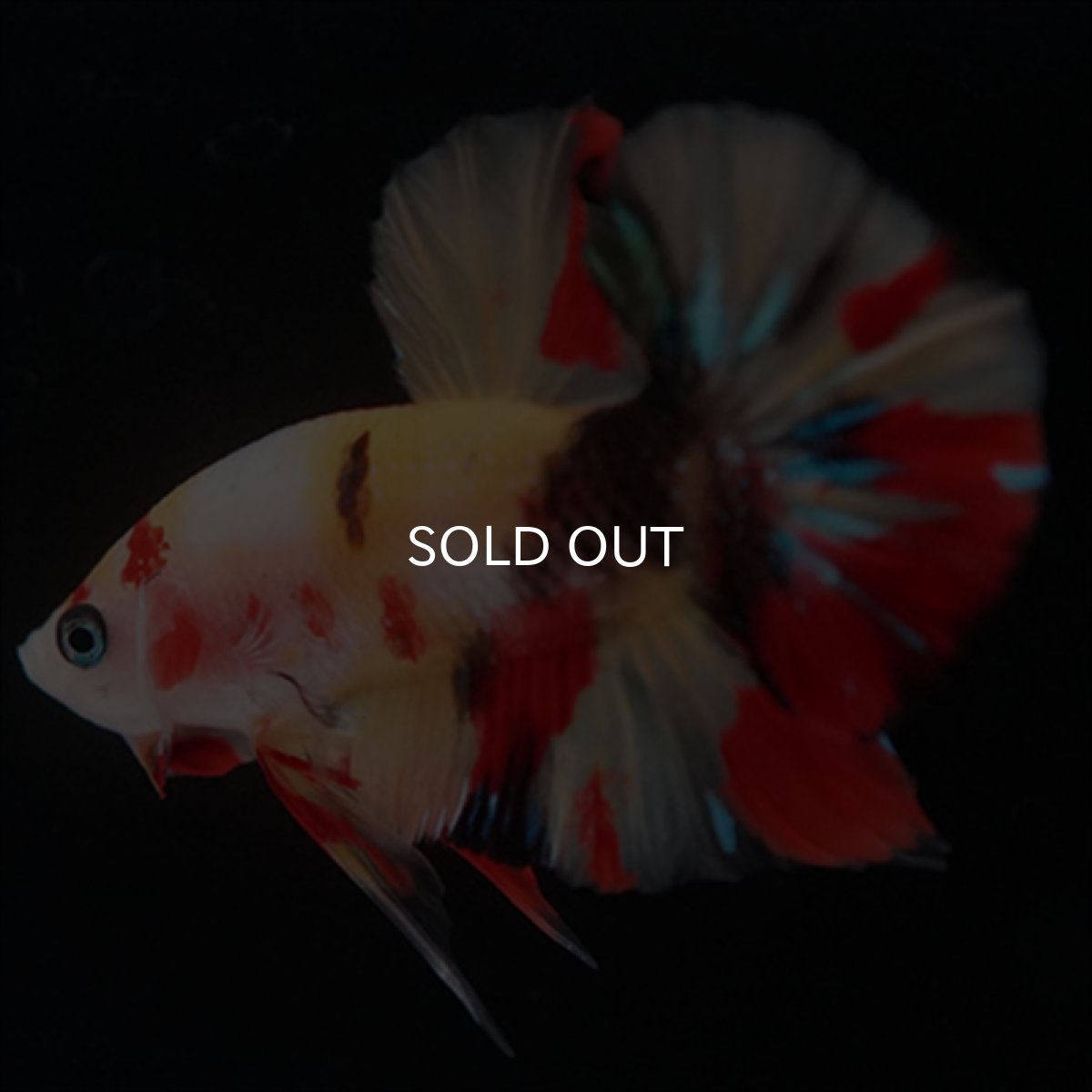 画像7: HMPK　キャンディ (7)