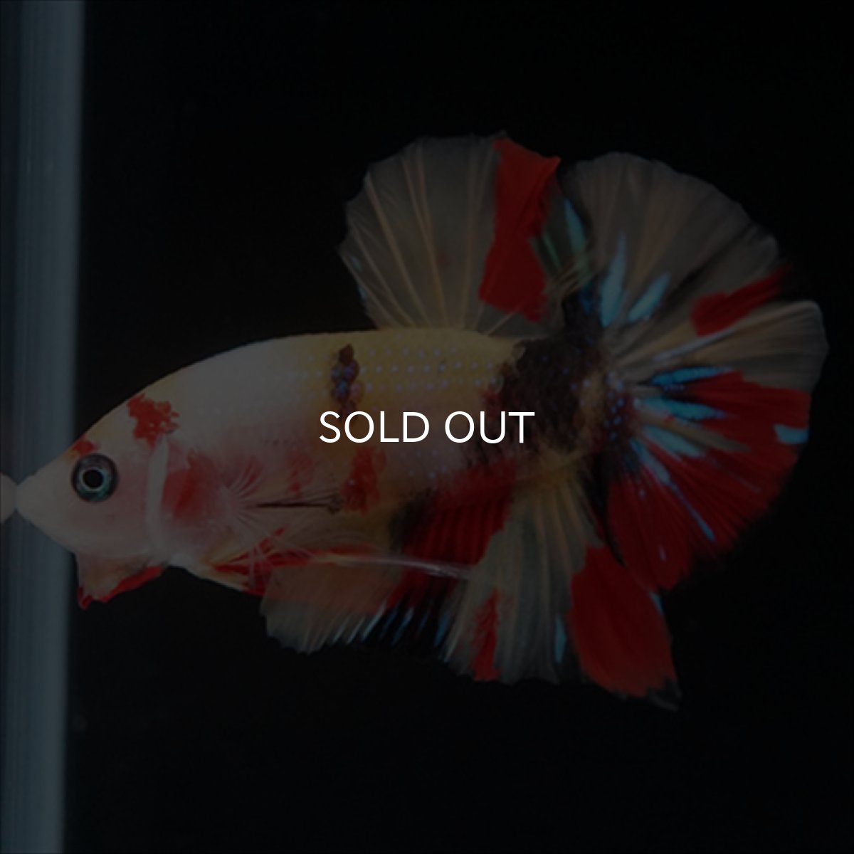 画像6: HMPK　キャンディ (6)