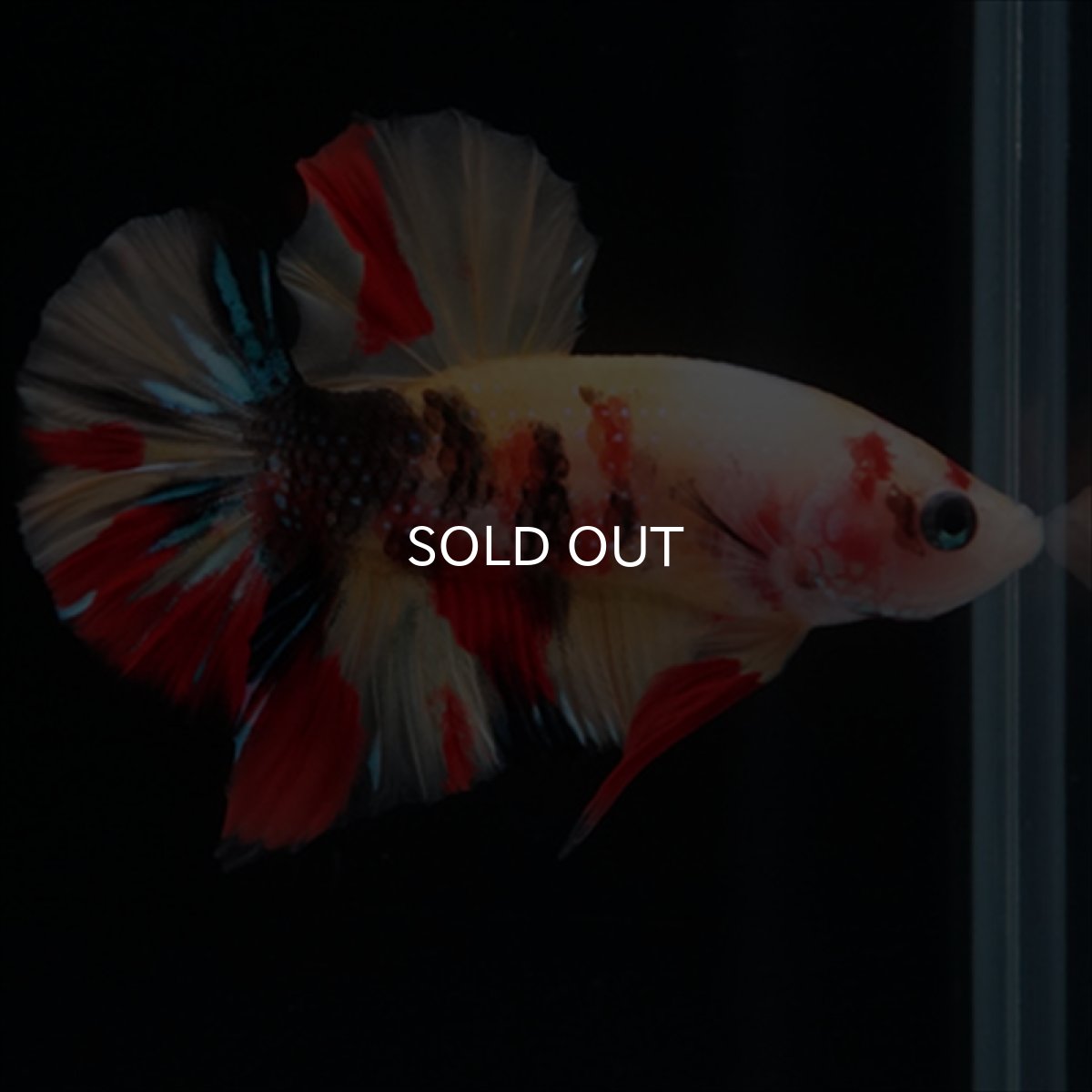 画像5: HMPK　キャンディ (5)