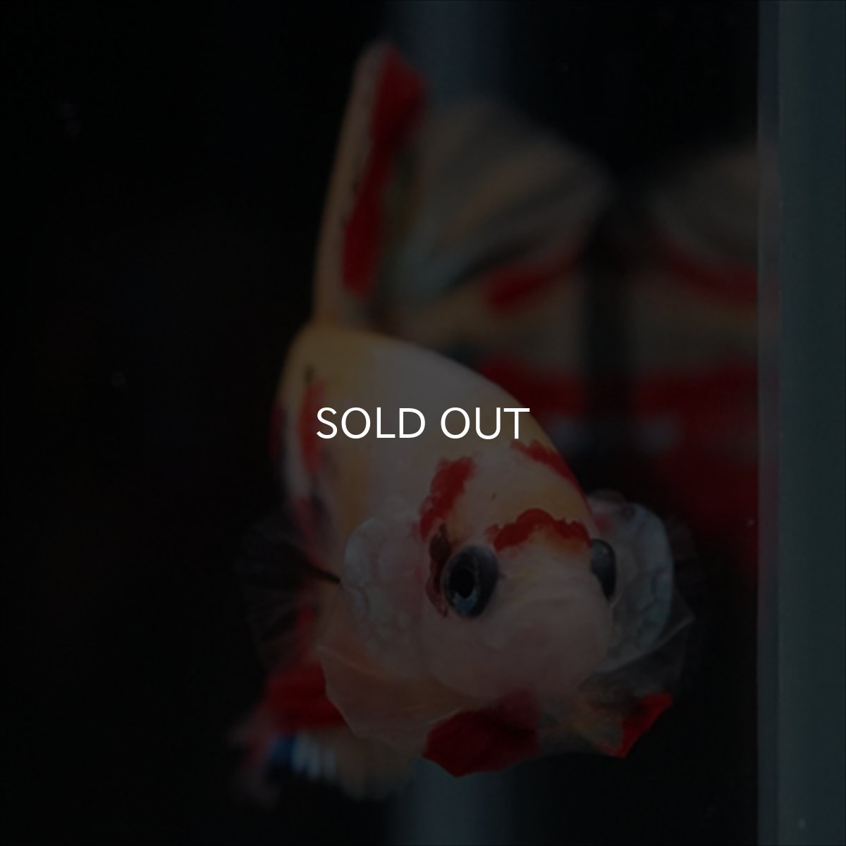 画像4: HMPK　キャンディ (4)