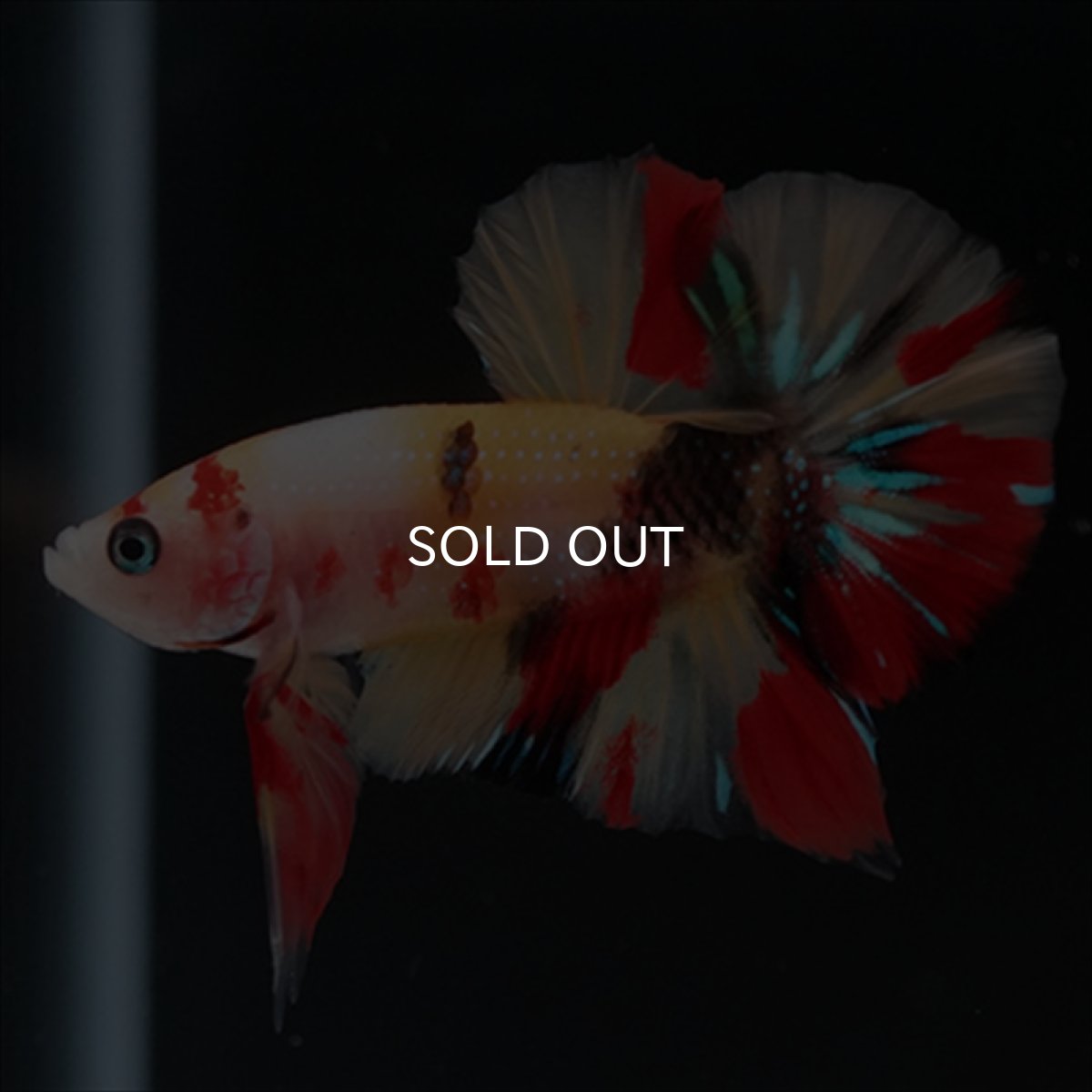 画像3: HMPK　キャンディ (3)