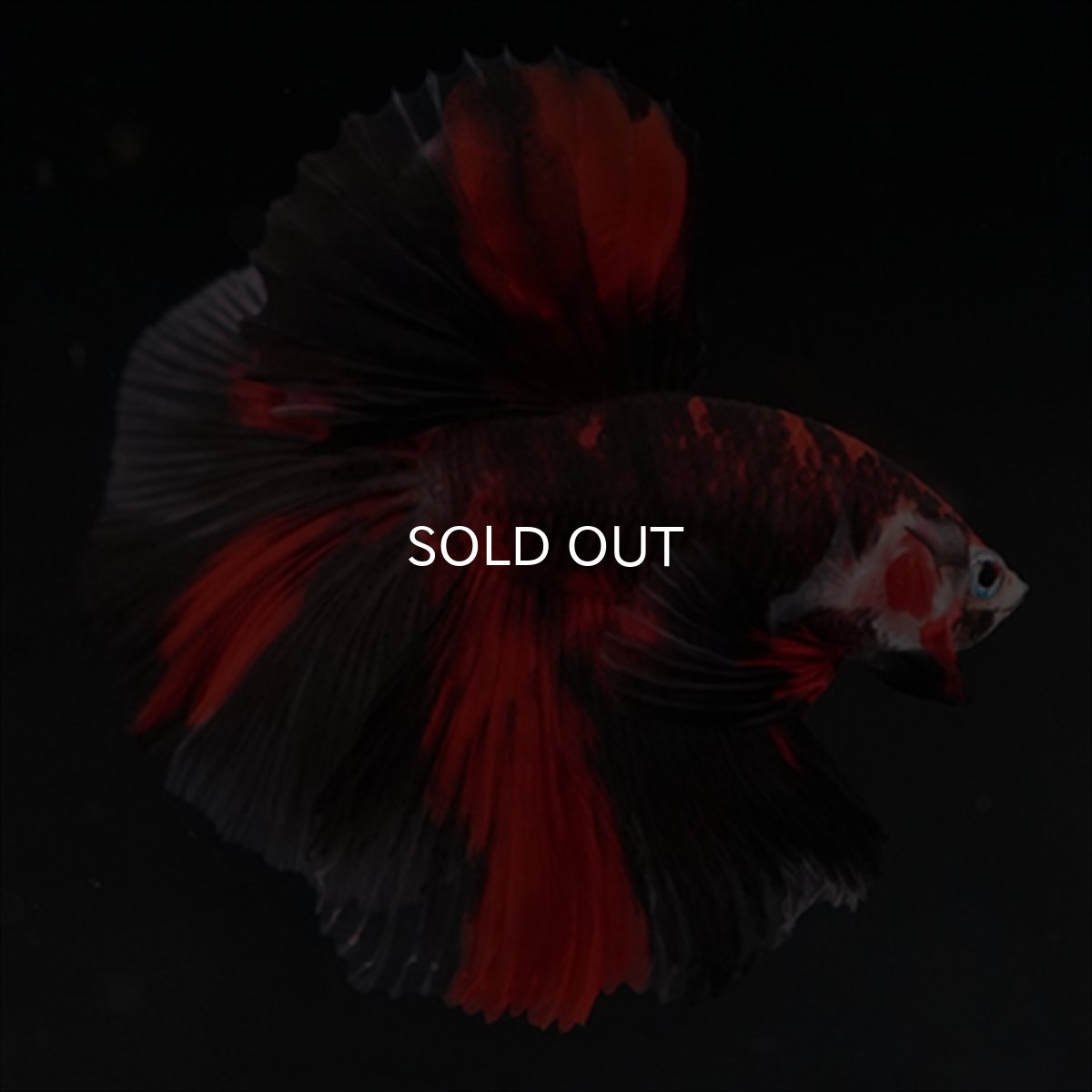 画像13: HM　鯉　ブラックレッド (13)