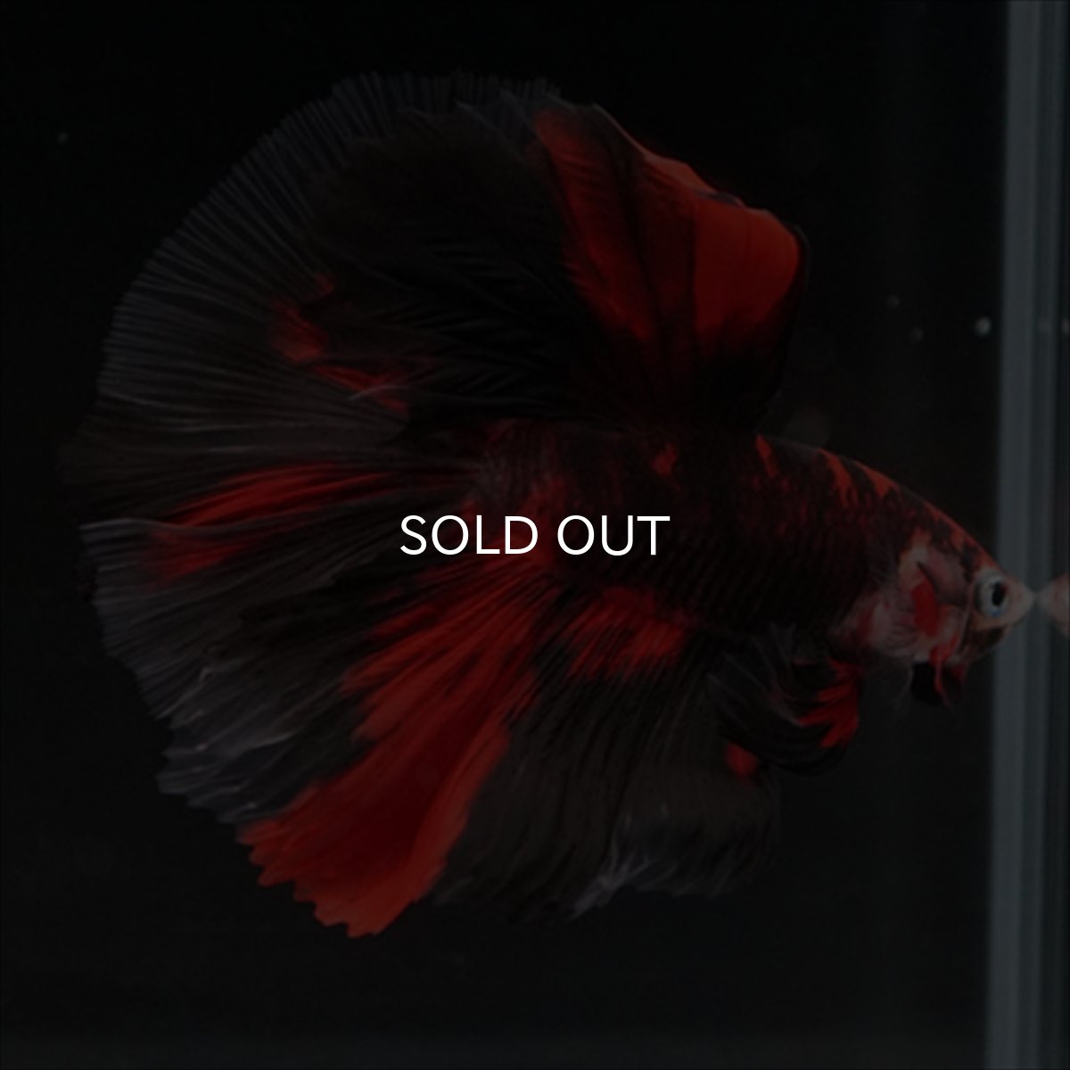 画像12: HM　鯉　ブラックレッド (12)