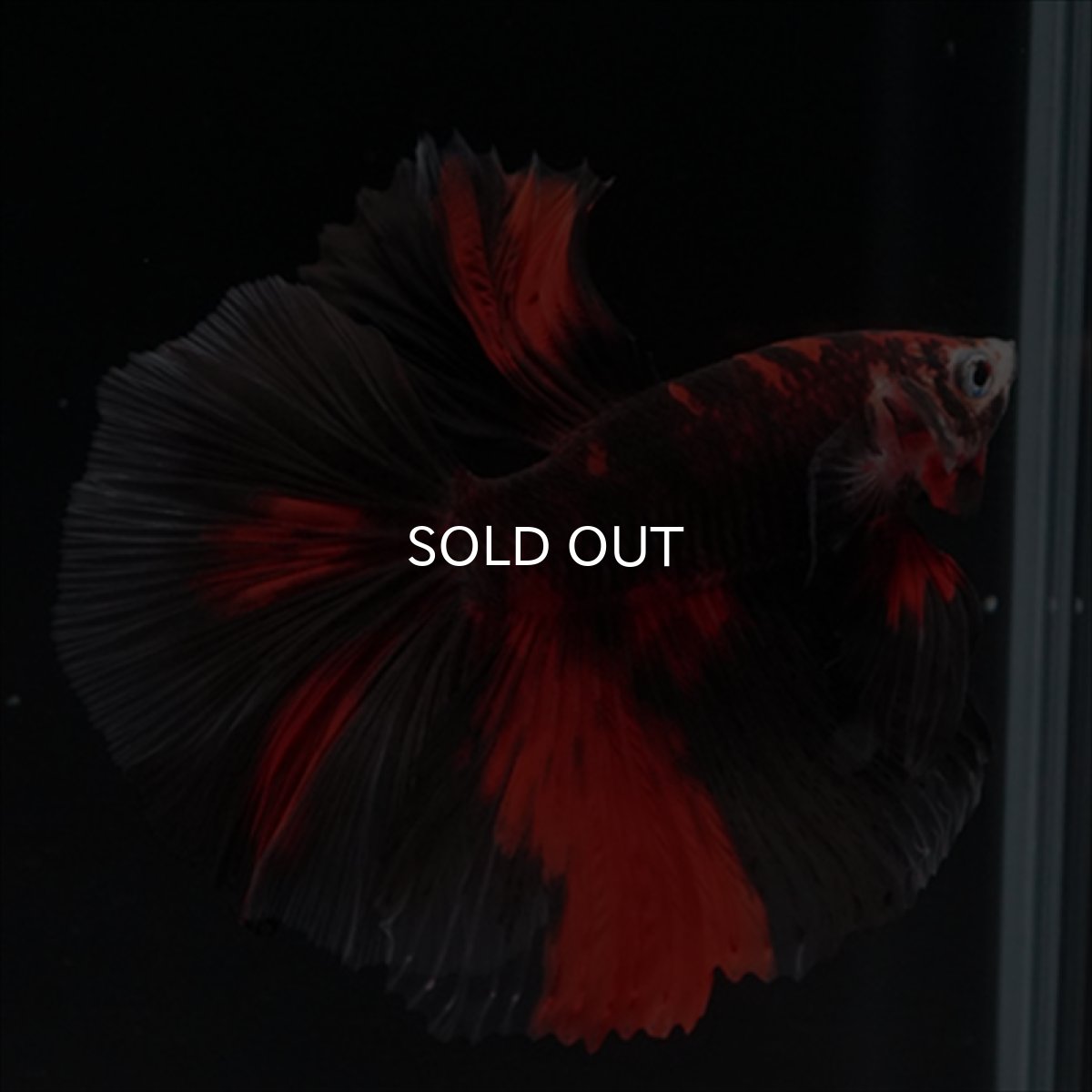 画像11: HM　鯉　ブラックレッド (11)