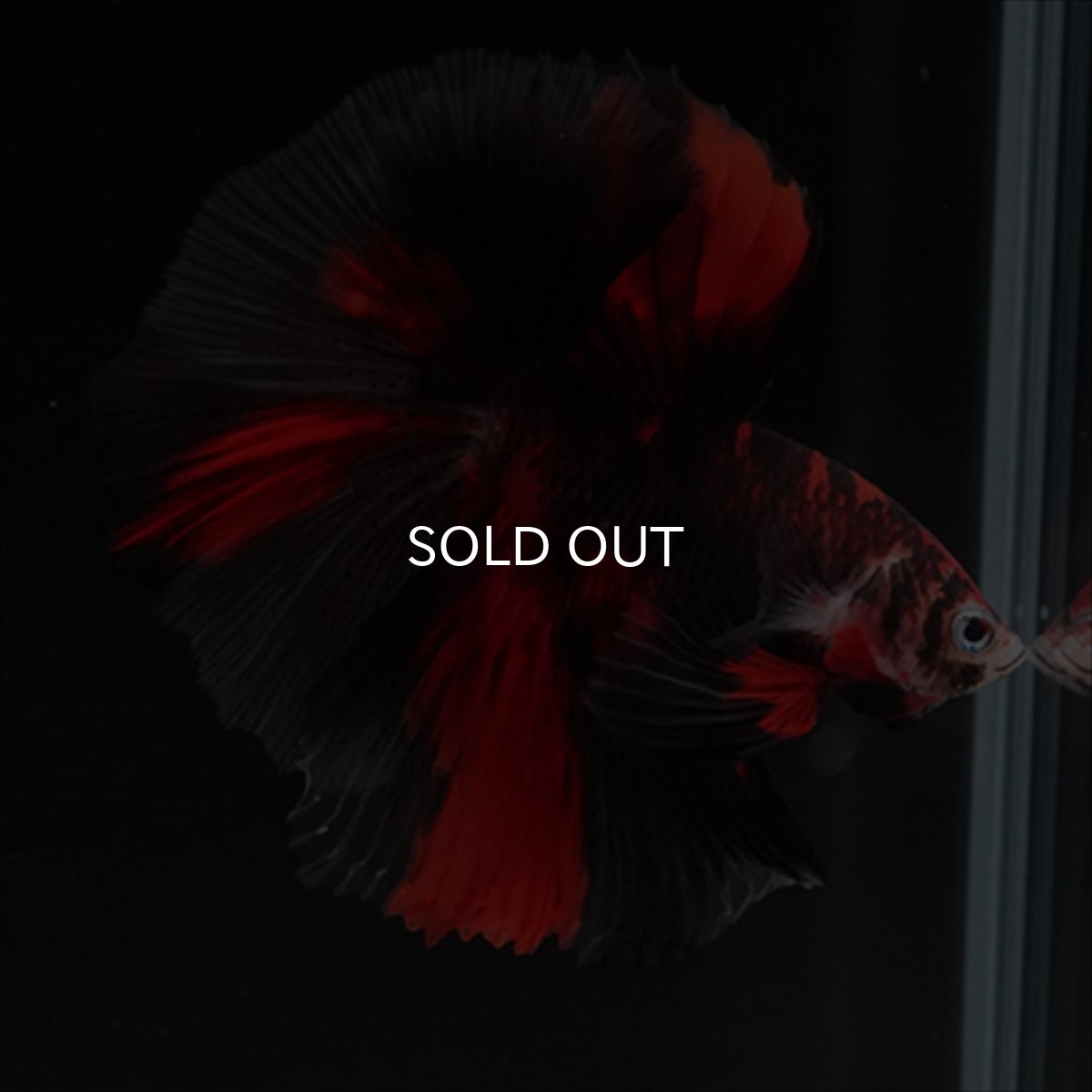 画像9: HM　鯉　ブラックレッド (9)