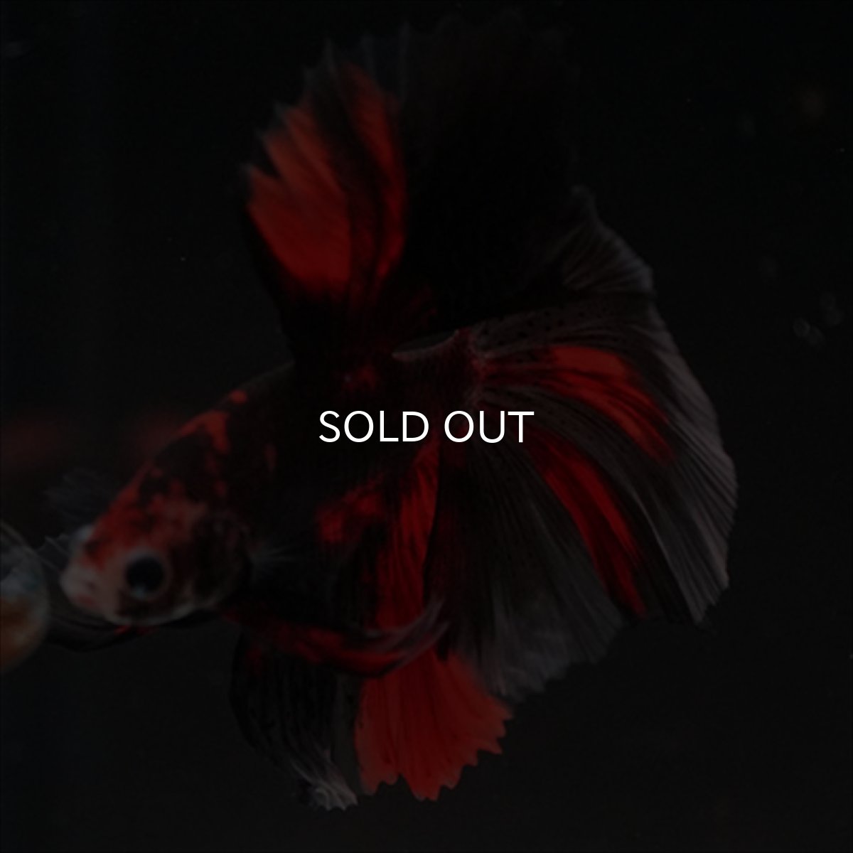 画像8: HM　鯉　ブラックレッド (8)