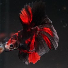 画像8: HM　鯉　ブラックレッド (8)