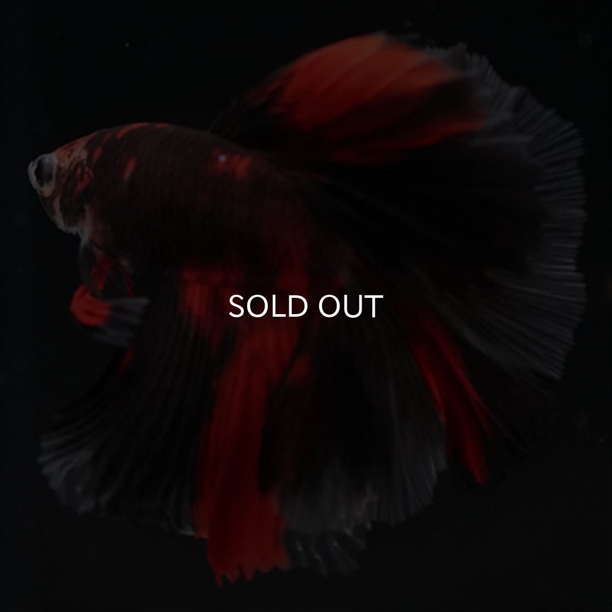 画像7: HM　鯉　ブラックレッド (7)