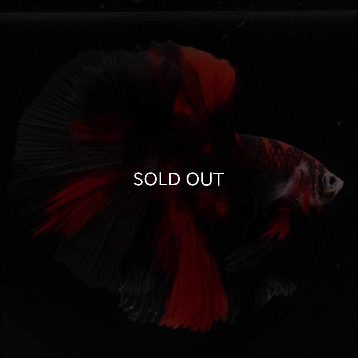 画像6: HM　鯉　ブラックレッド (6)