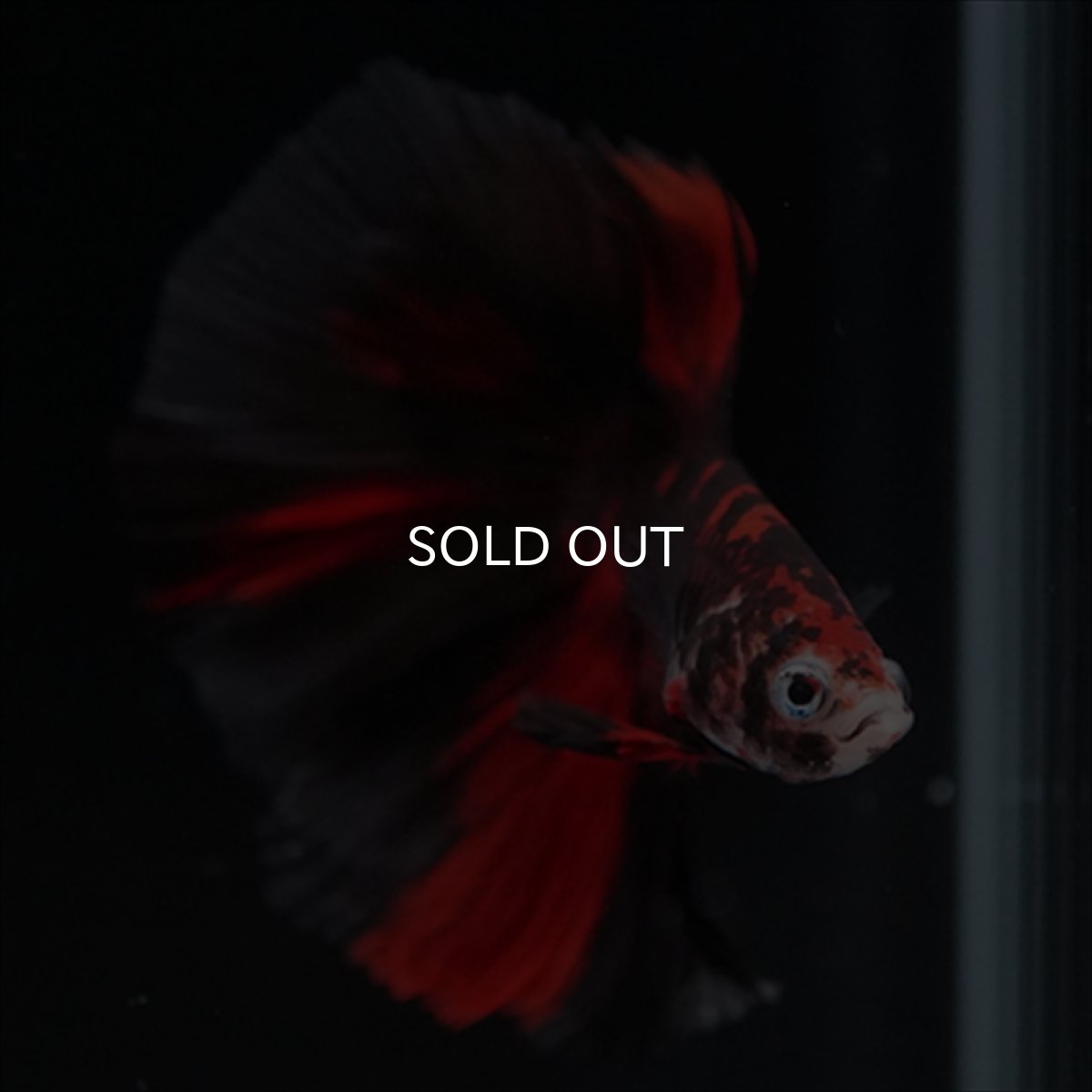 画像5: HM　鯉　ブラックレッド (5)